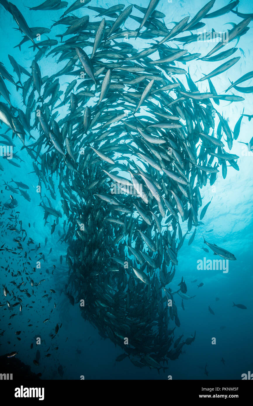 Shoal of Bigeye Trevally, Caranx sexfasciatus, Cabo Pulmo, Baja California Sur, Mexico Stock Photo