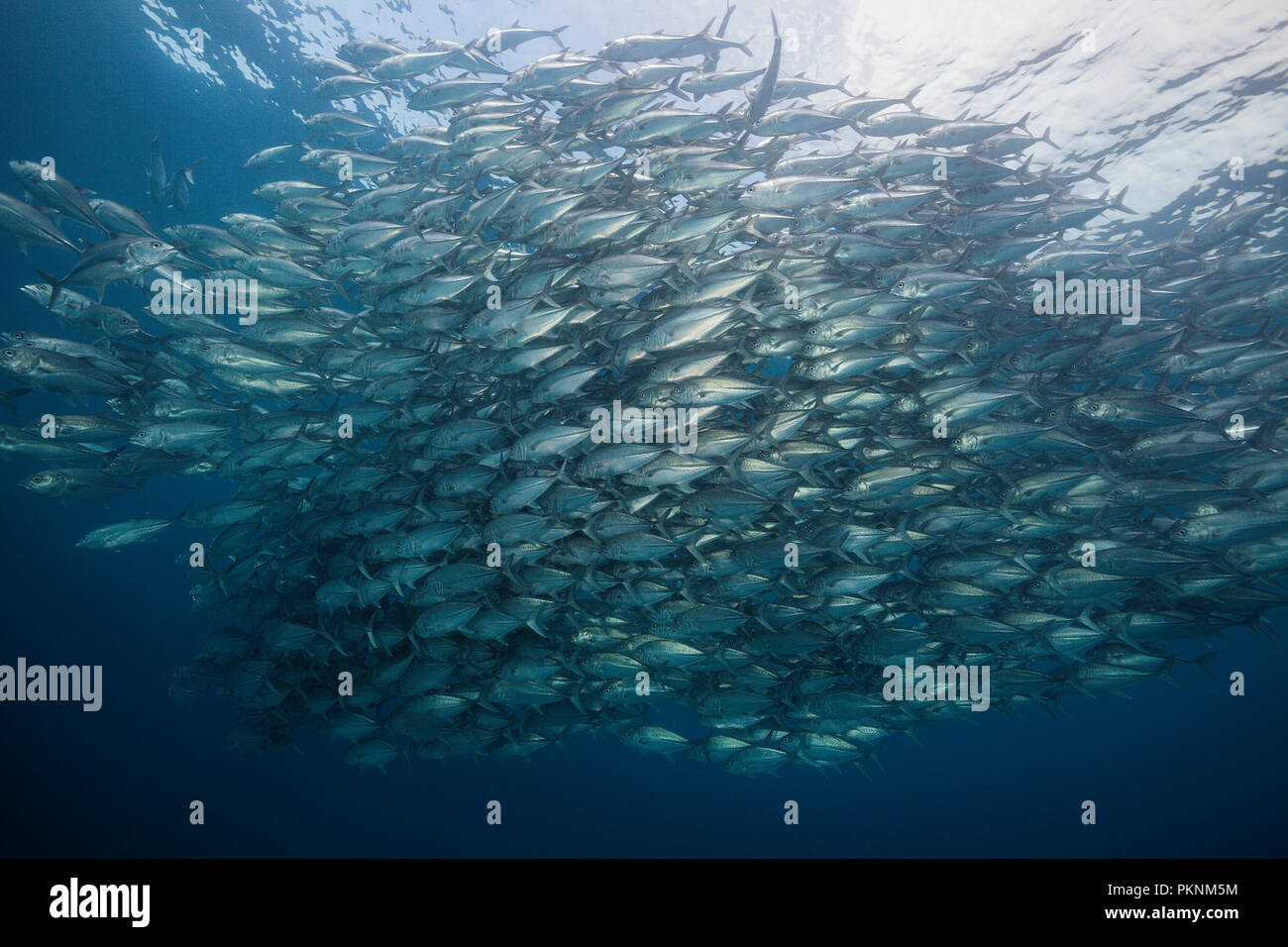 Shoal of Bigeye Trevally, Caranx sexfasciatus, Cabo Pulmo, Baja California Sur, Mexico Stock Photo