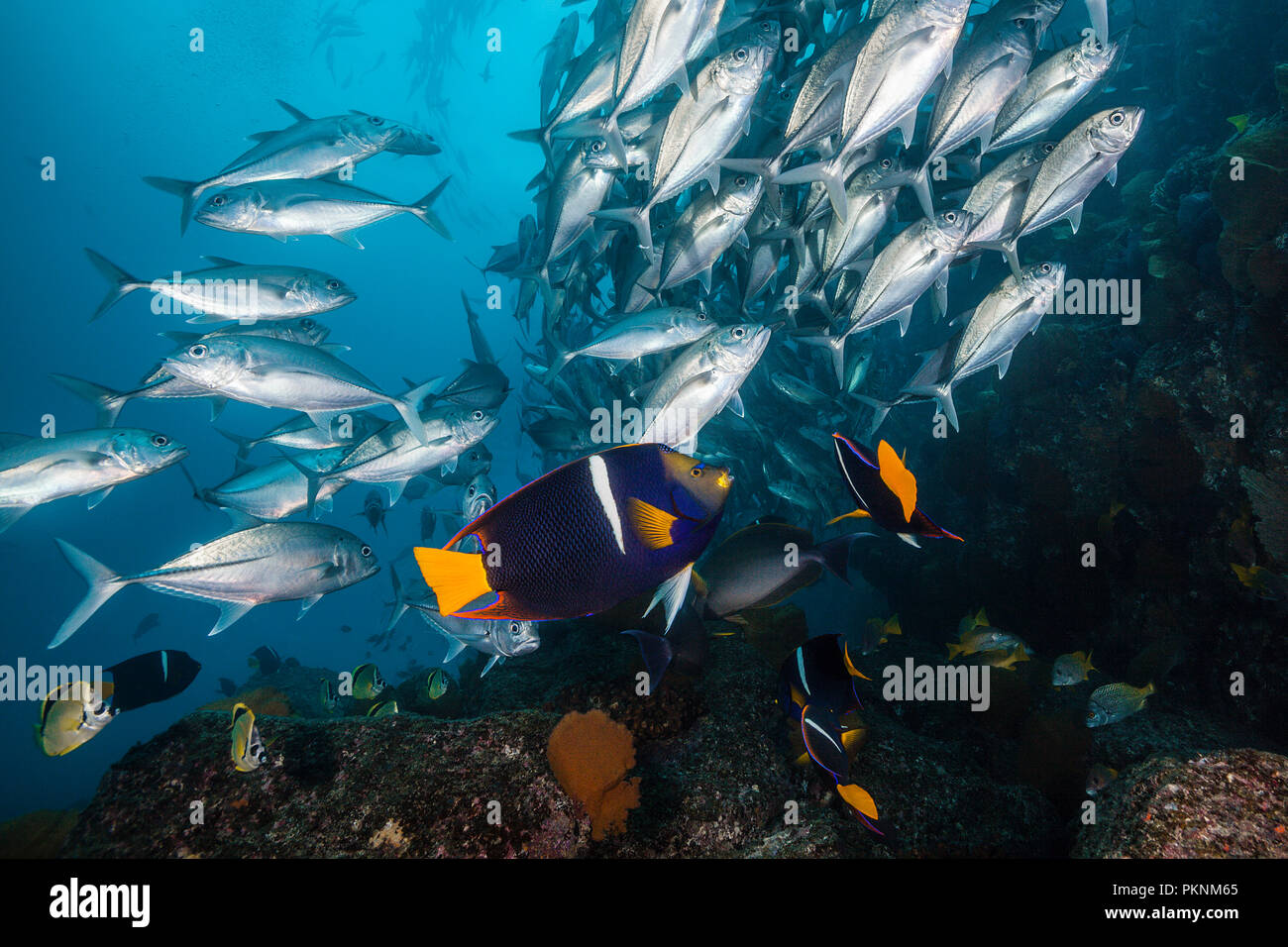 Cortez Angelfishes and Shoal of Bigeye Trevally, Holacanthus passer, Cabo Pulmo, Baja California Sur, Mexico Stock Photo