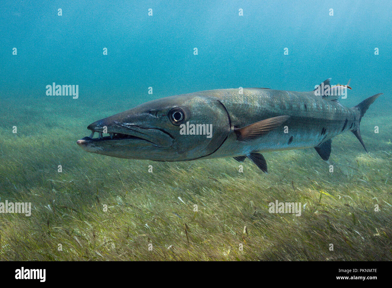Great Barracuda, Sphyraena barracuda, Akumal, Tulum, Mexico Stock Photo