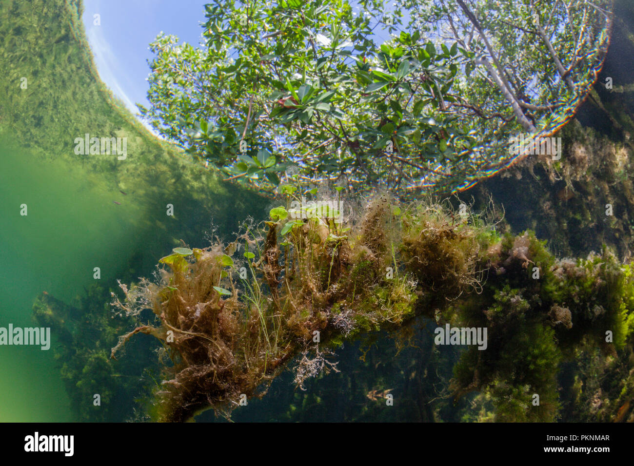 Umbrella Algaes growing on Mangrove Roots, Acetabularia, Cancun, Yucatan, Mexico Stock Photo