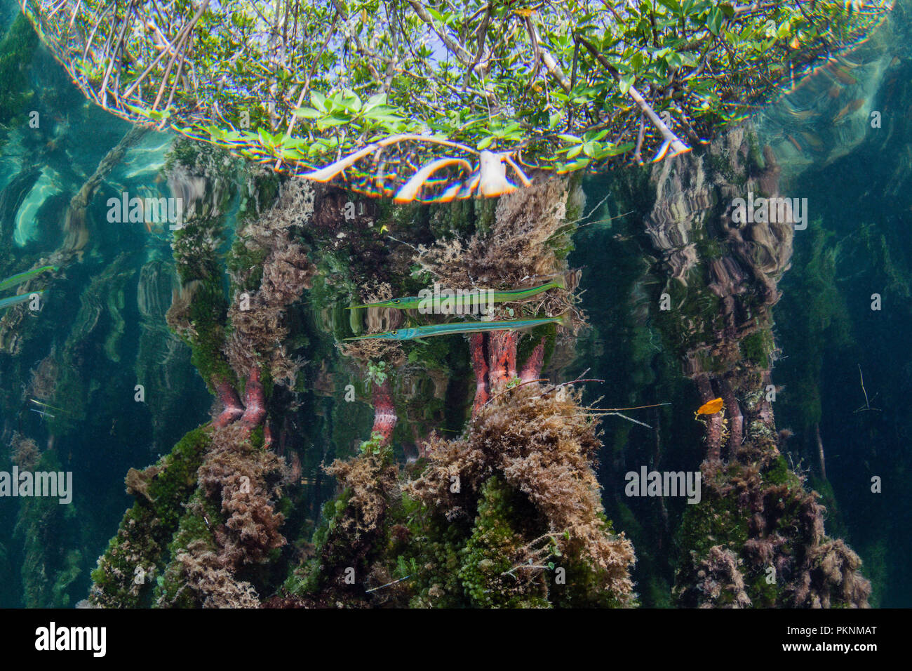 Needlefish in Mangroves, Belonidae, Cancun, Yucatan, Mexico Stock Photo