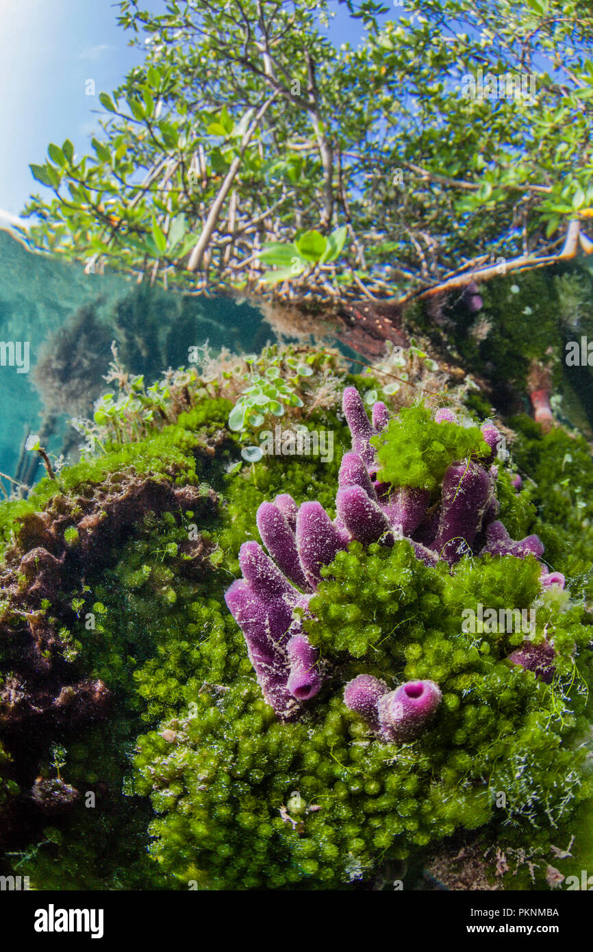 Sponges growing on Mangrove Roots, Porifera, Cancun, Yucatan, Mexico Stock Photo