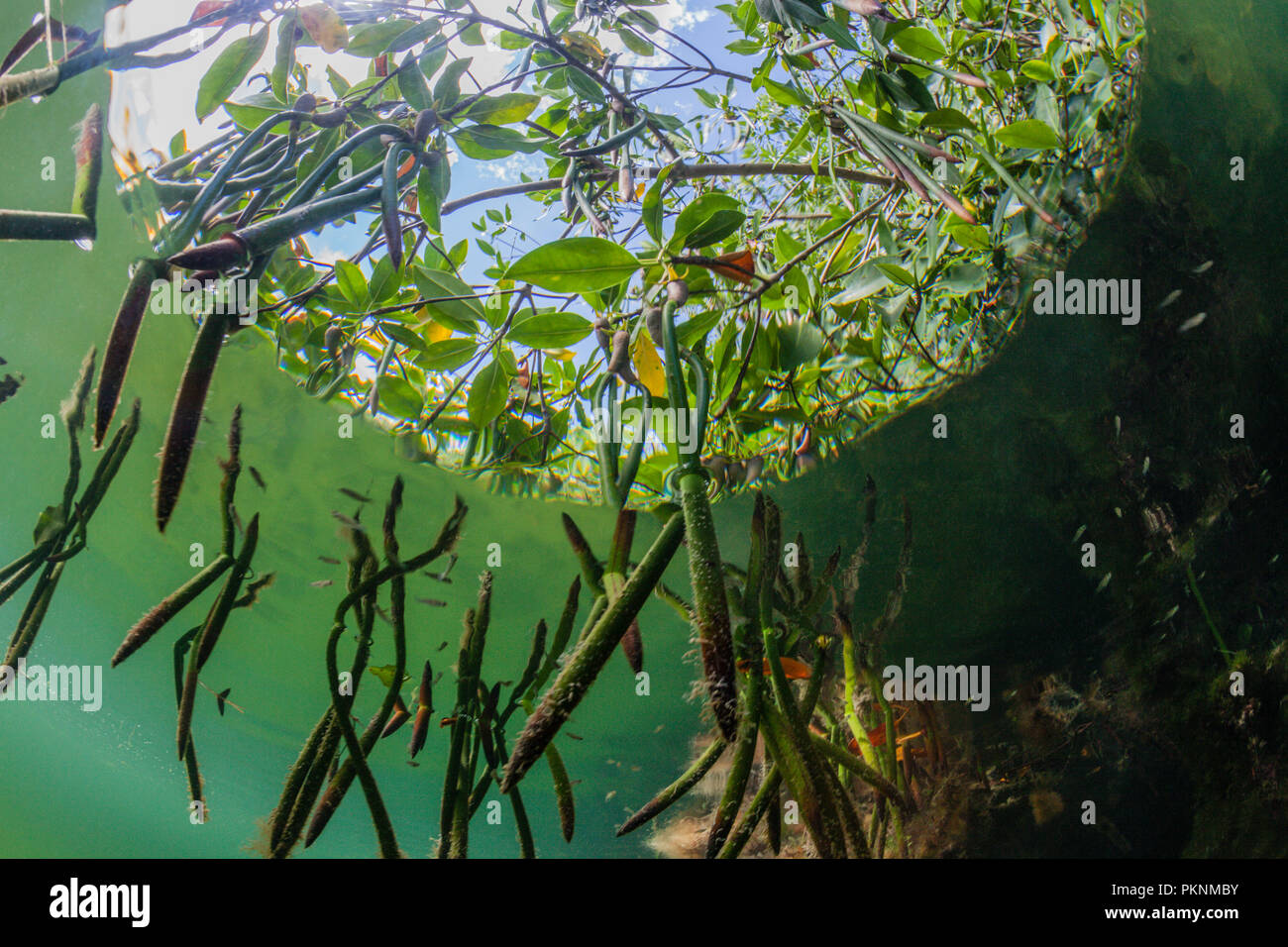 Aerial Prop Roots of Red Mangroves, Rhizophora, Cancun, Yucatan, Mexico Stock Photo