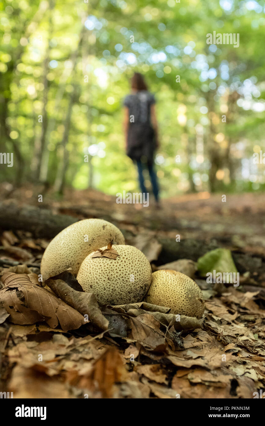 Common Earthball fungus growing next to a woodland footpath in Wales. Stock Photo