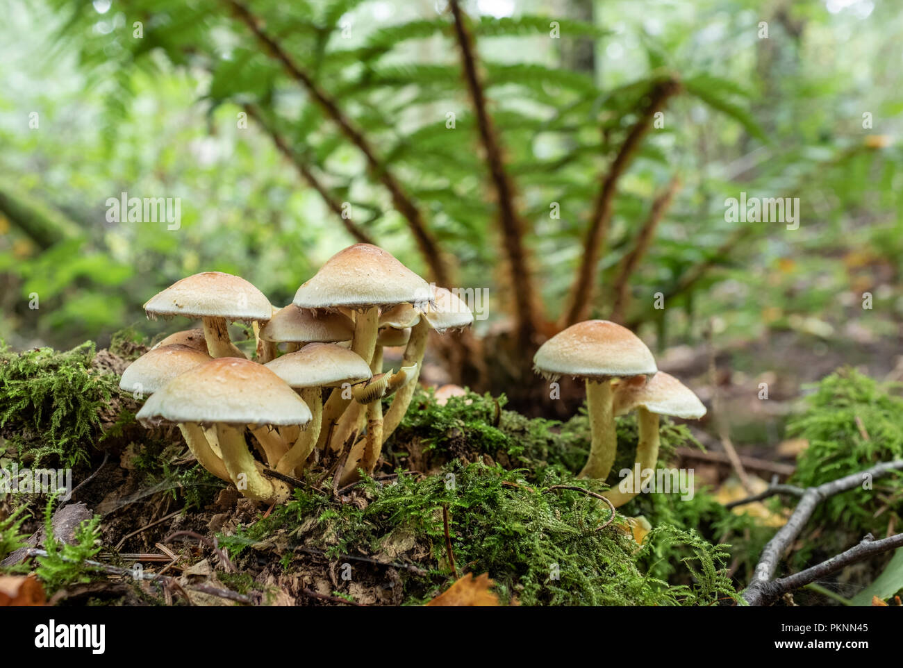 Sulphur tuft fungus growing wild in Wales. Stock Photo