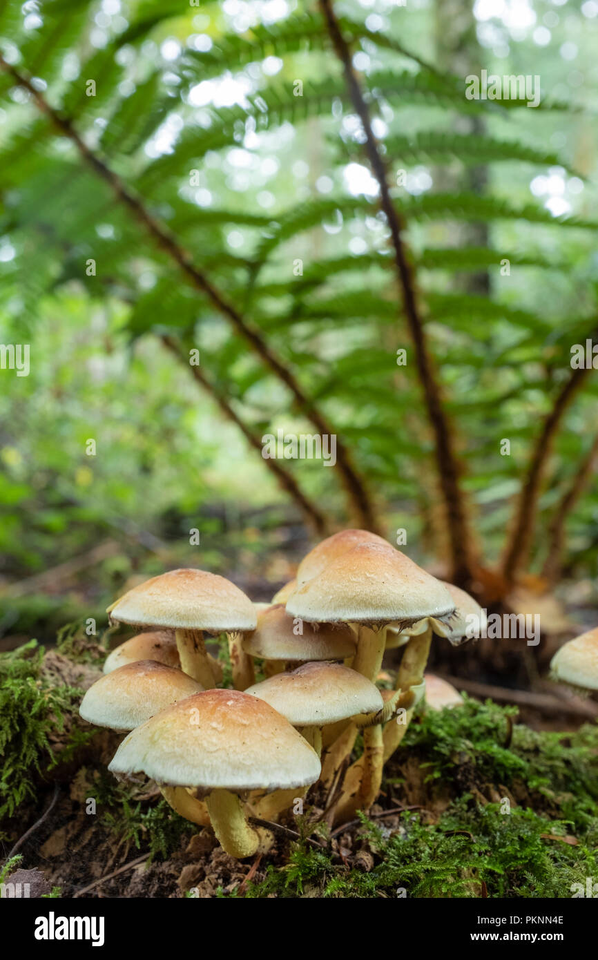Sulphur tuft fungus growing wild in Wales. Stock Photo