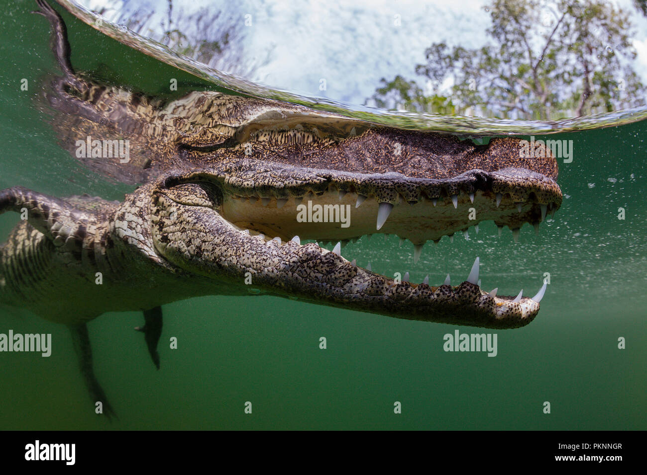 Morelet's Crocodile, Crocodylus moreletii, Cancun, Yucatan, Mexico Stock Photo
