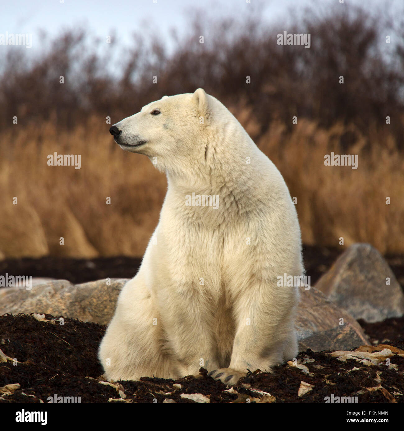A polar bear (Ursus maritimus) in long grass by the Hudson Bay in Manitoba, Canada. The bear sits on kelp that has washed onto the shore. Stock Photo