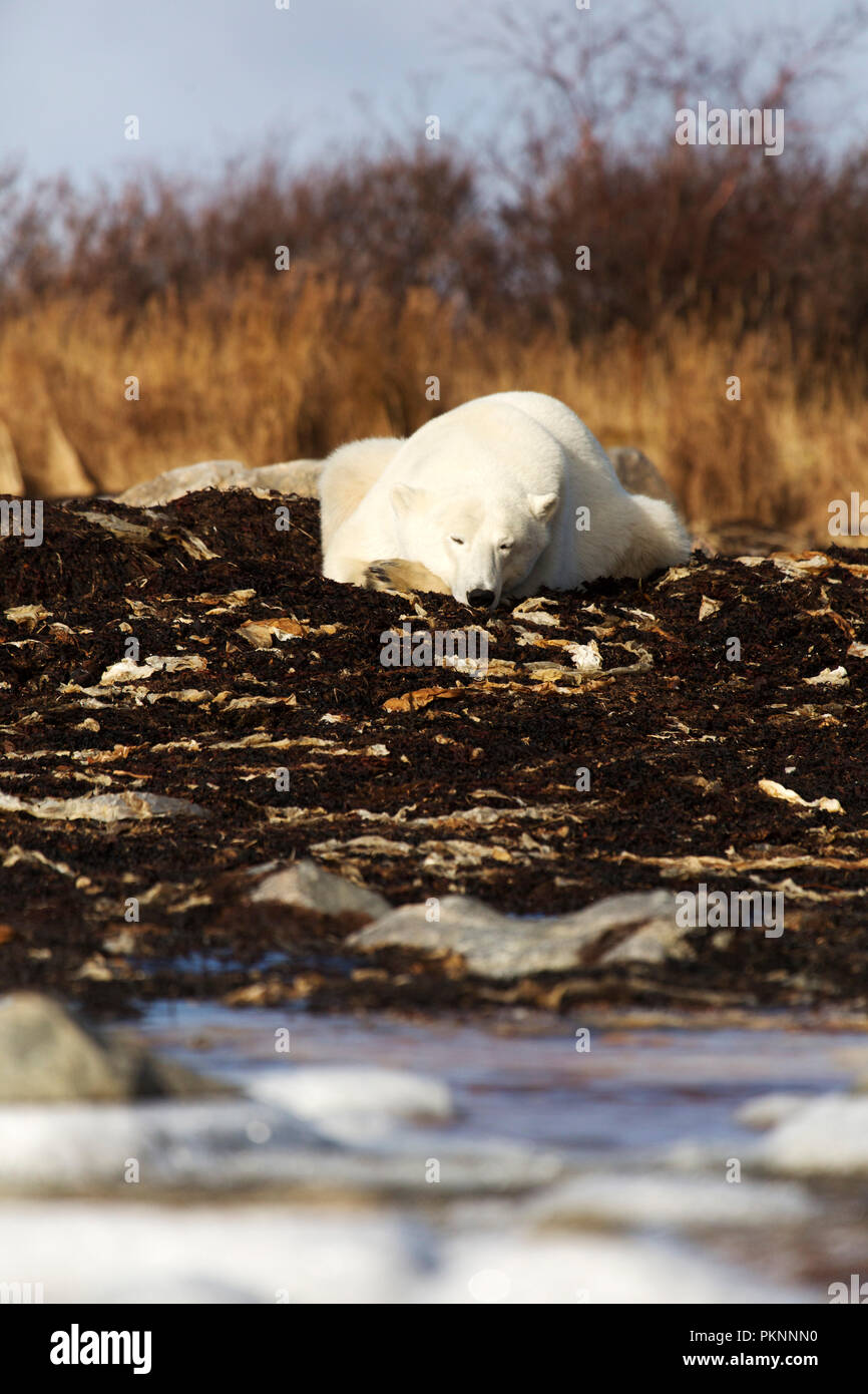 A polar bear (Ursus maritimus) in long grass by the Hudson Bay in Manitoba, Canada. The bear sits on kelp that has washed onto the shore. Stock Photo