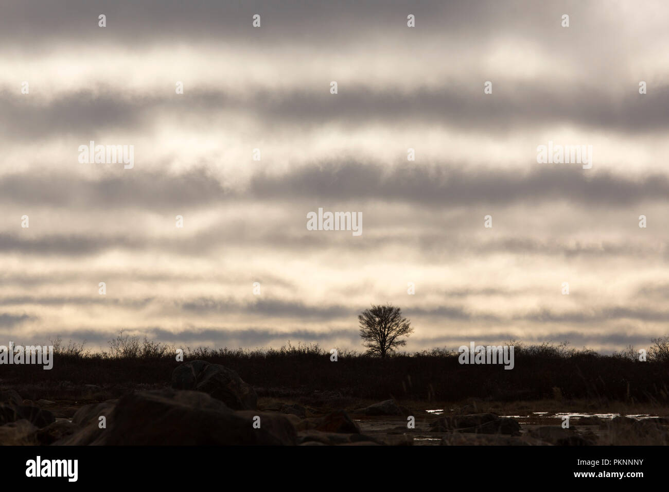 Clouds band the sky on a tundra landscape in Manitoba, Canada. A lone tree stands on the horizon. Stock Photo