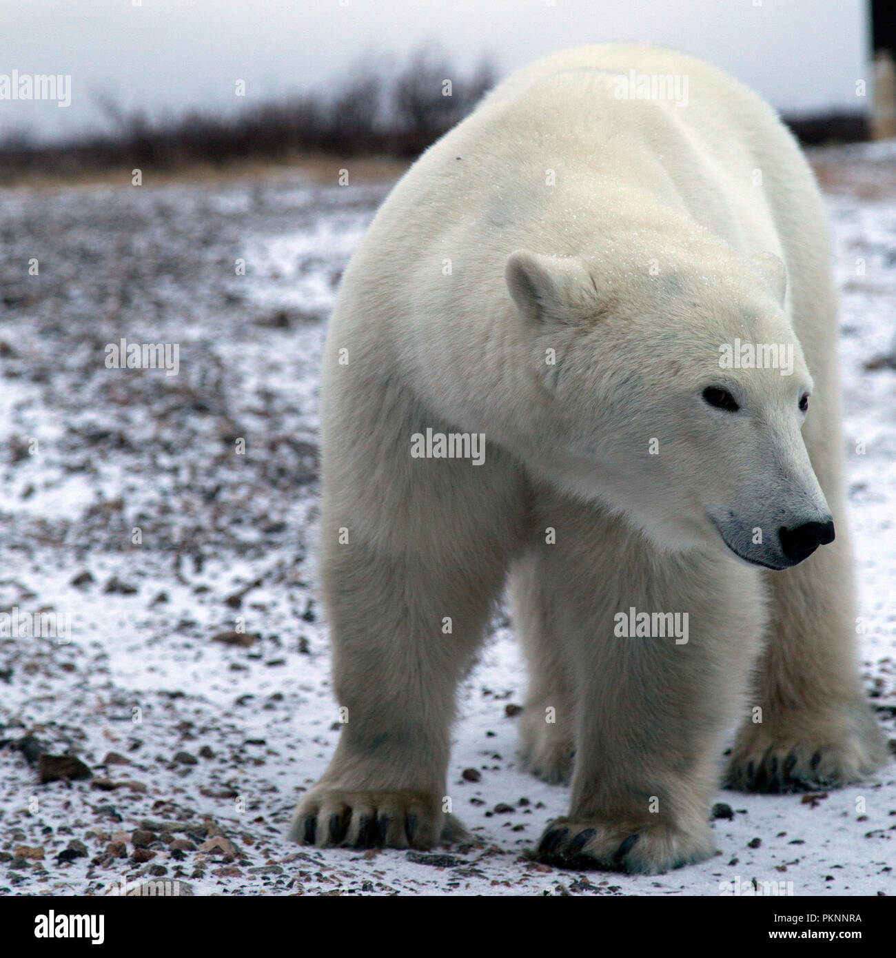 A polar bear (Ursus maritimus) on snowy ground by the Hudson Bay in Manitoba, Canada. Bears wait by the shoreline ahead of the ice freezing. Stock Photo