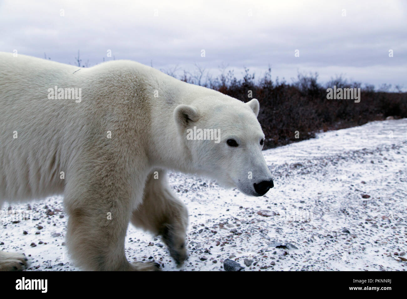 Female polar bear (Ursus maritimus) on snowy ground by the Hudson Bay in Manitoba, Canada. Bears wait by the shoreline ahead of the ice freezing. Stock Photo