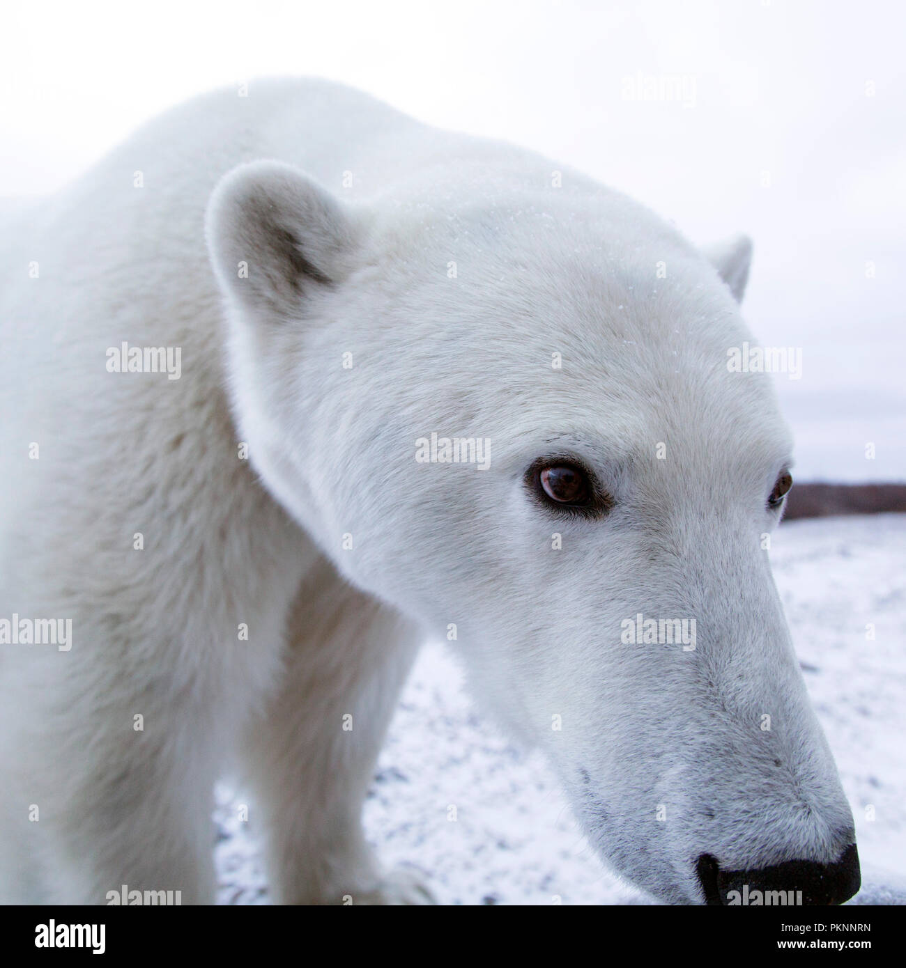 Female polar bear (Ursus maritimus) on snowy ground by the Hudson Bay in Manitoba, Canada. Bears wait by the shoreline ahead of the ice freezing. Stock Photo