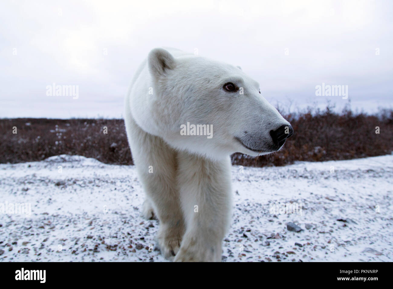 Female polar bear (Ursus maritimus) on snowy ground by the Hudson Bay in Manitoba, Canada. Bears wait by the shoreline ahead of the ice freezing. Stock Photo