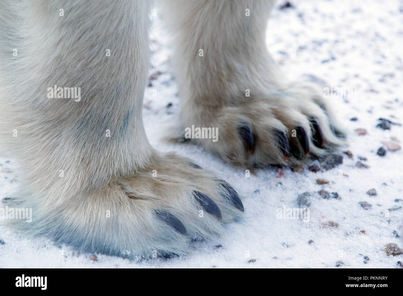 Feet and claws of a polar bear (Ursus maritimus) on snowy ground by the Hudson Bay in Manitoba, Canada. Bears wait by the shoreline ahead of the ice f Stock Photo