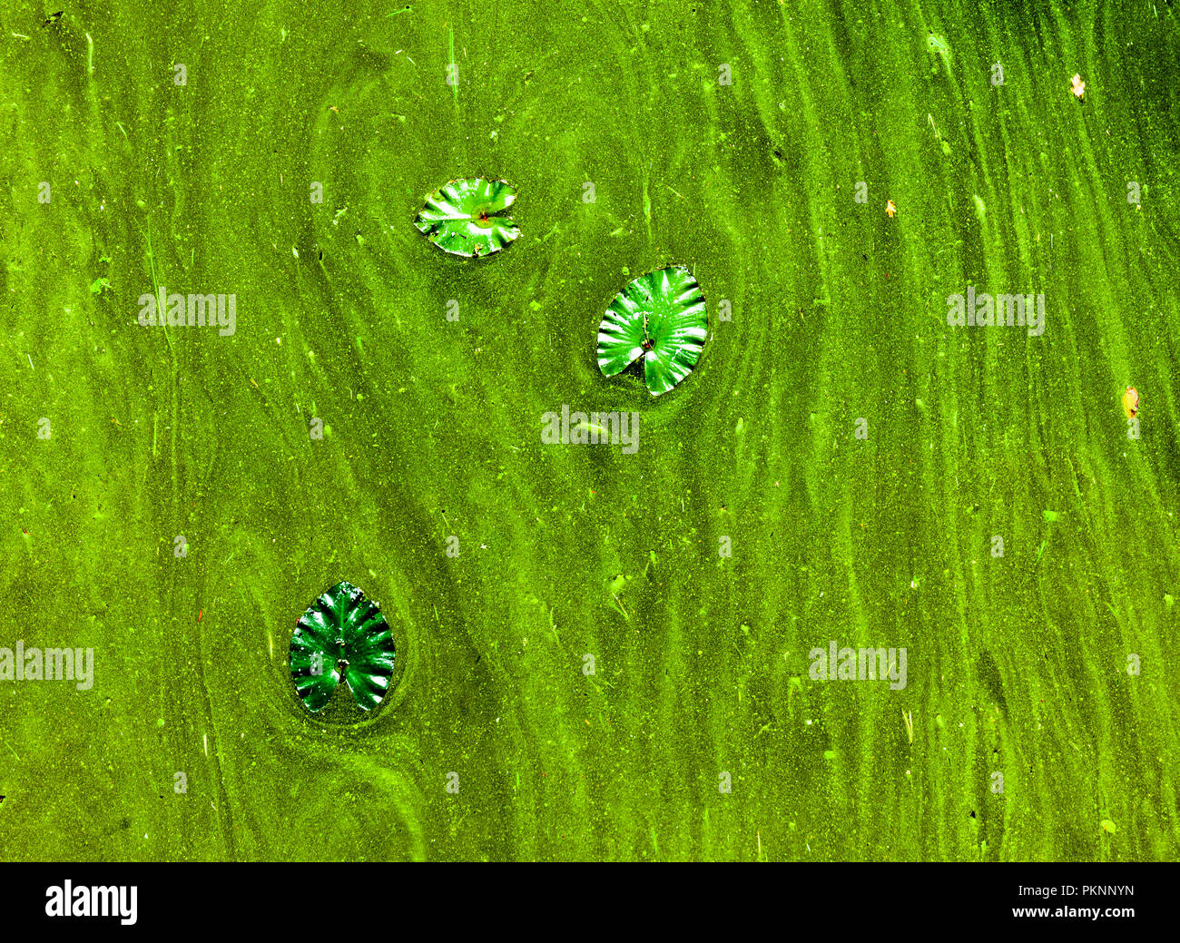 Blue Green Algae. Stock Photo