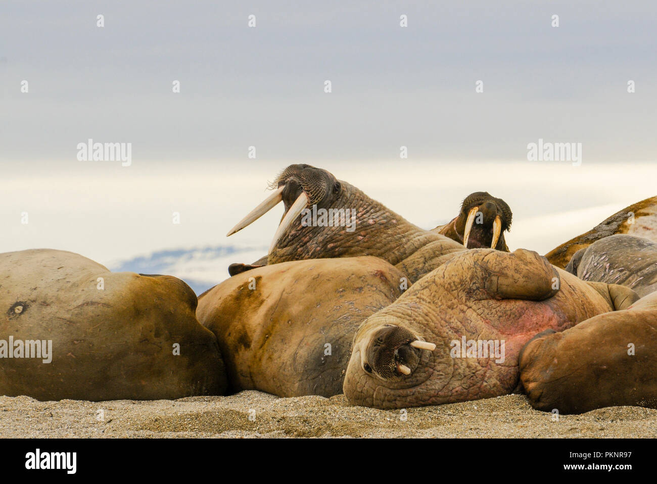 Walrus (Odobenus rosmarus) in a Mass Huddle on the Beach off the Arctic Ocean on the Coast of Spitsbergen Svalbard Archipelago in Northern Norway Stock Photo