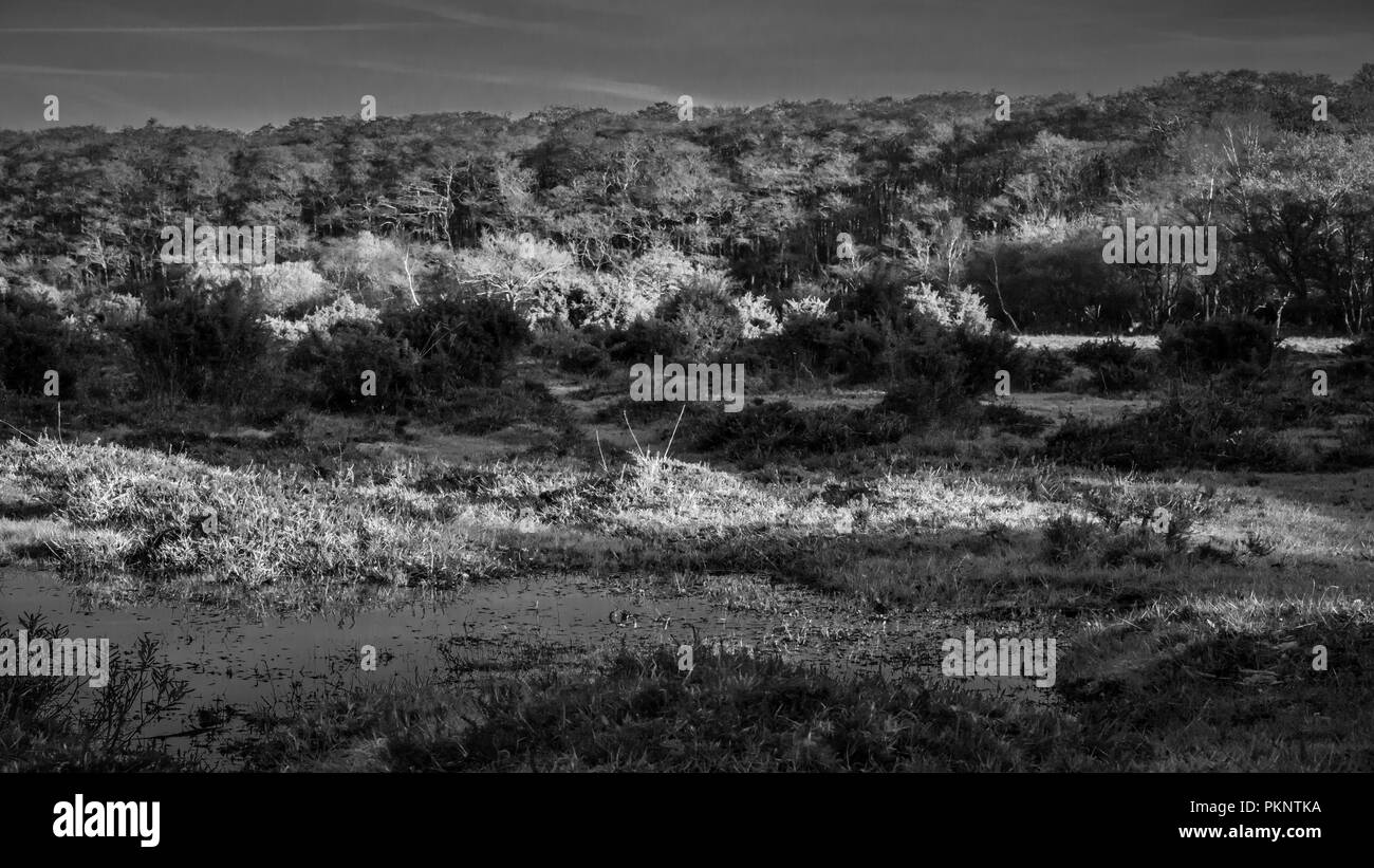 Wide angle forest landscape in black and white Stock Photo - Alamy
