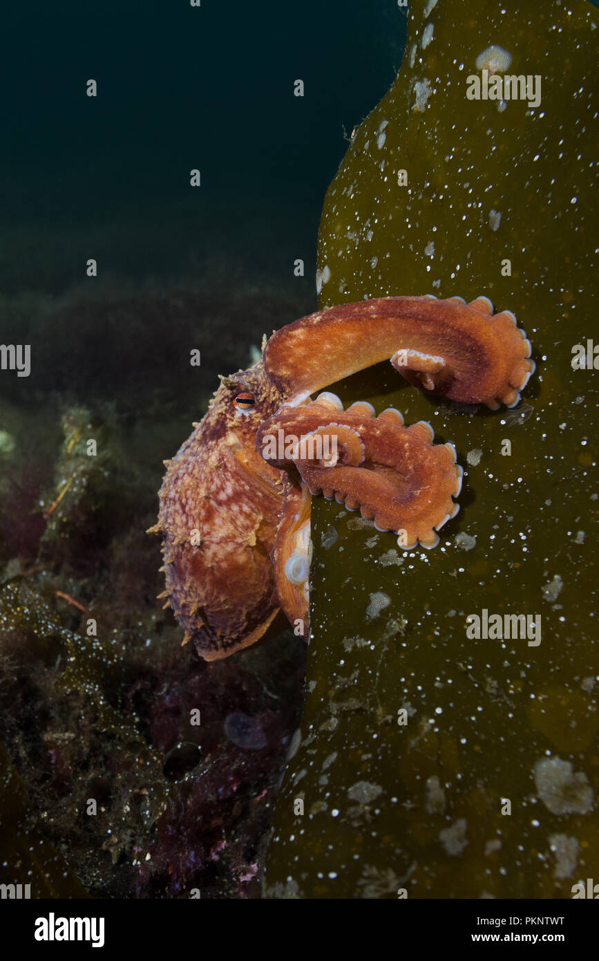 Lesser octopus hi-res stock photography and images - Alamy
