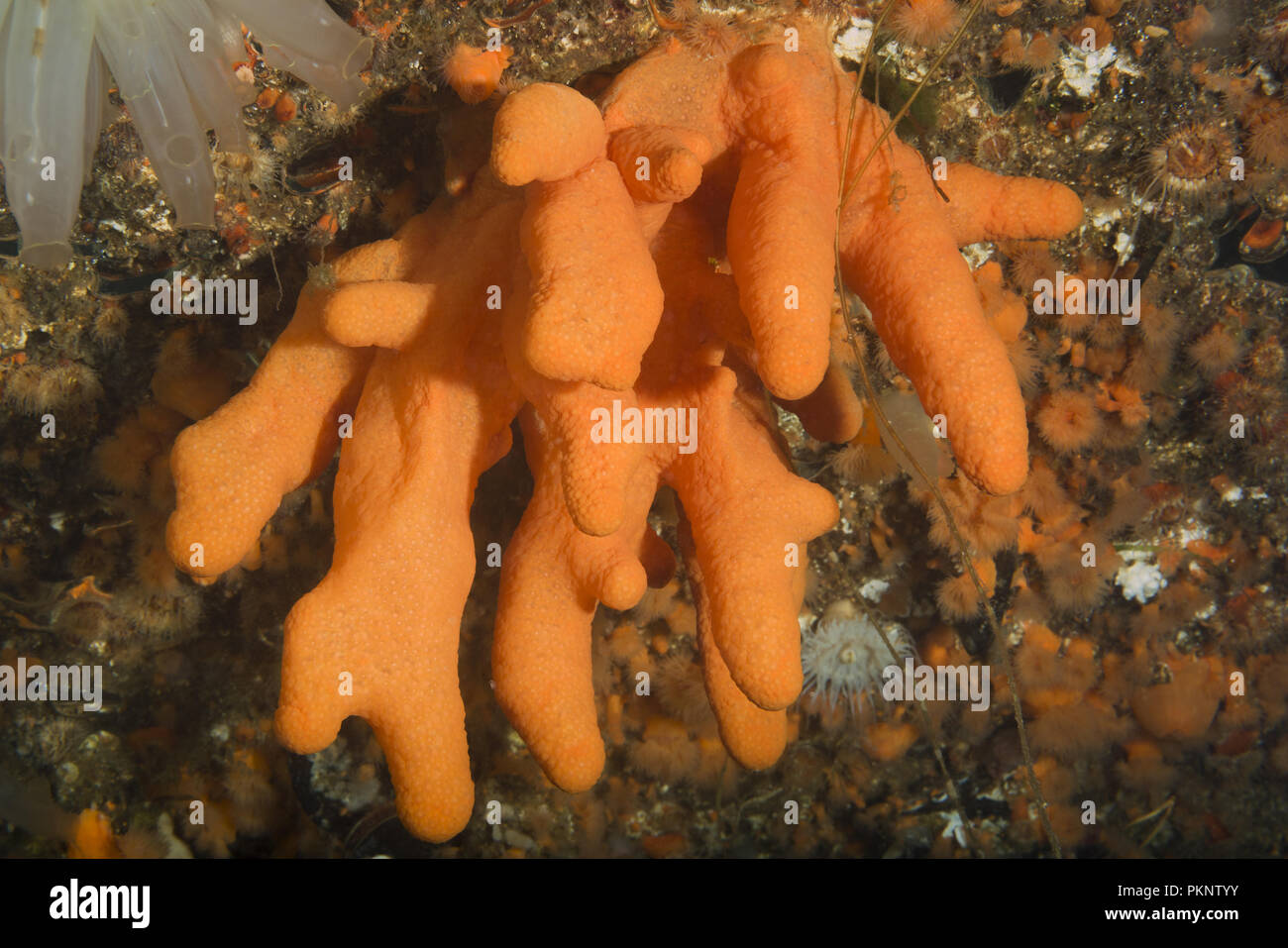 soft coral - Fingers Coral, Dead Man's Fingers or Light Bulb Tunicate (Alcyonium digitatum) Stock Photo