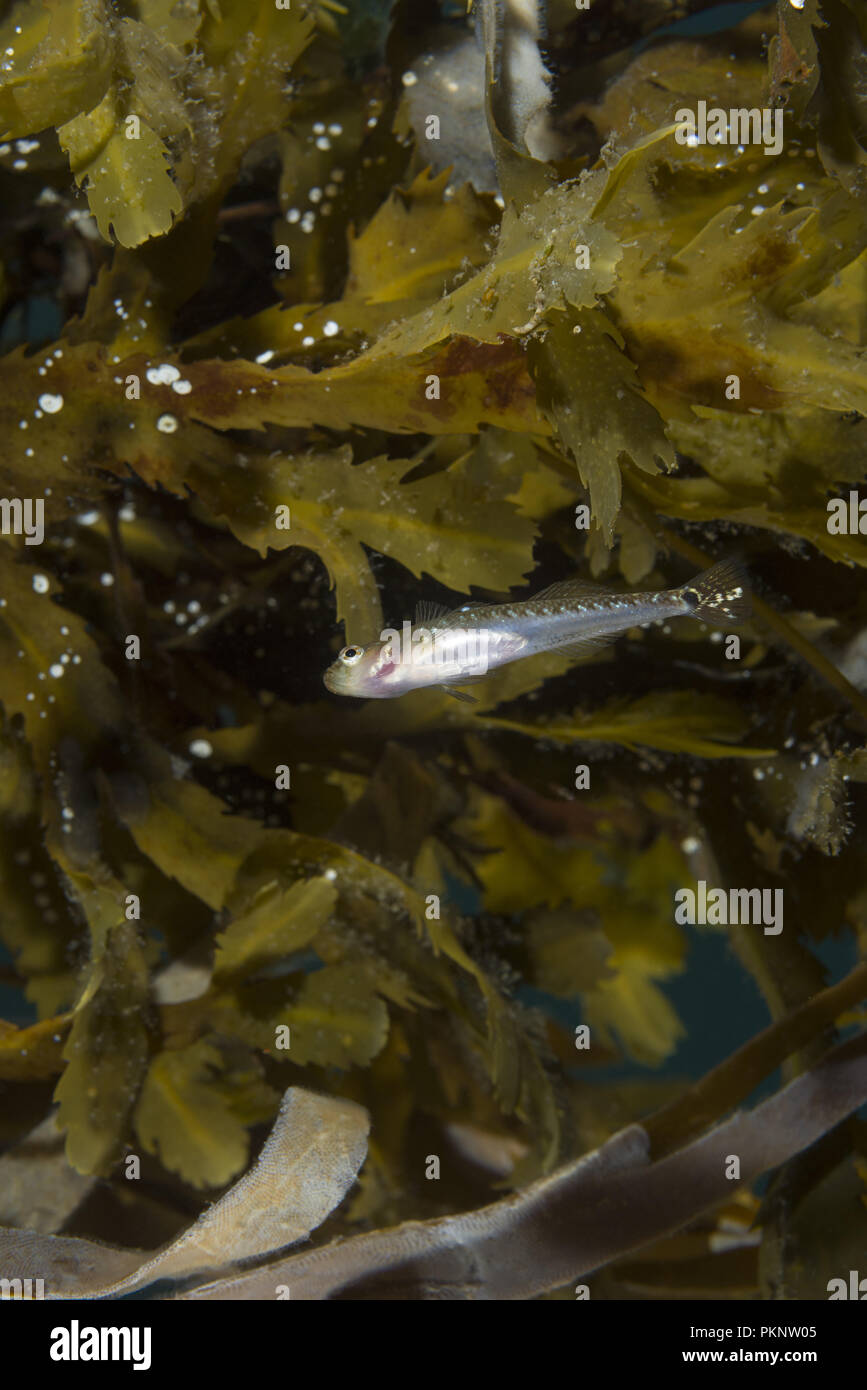 Two spotted Goby (Gobiusculus flavescens) near algae toothed wrack (Fucus serratus) Stock Photo