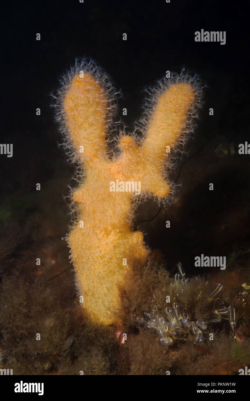soft coral - Fingers Coral, Dead Man's Fingers or Light Bulb Tunicate (Alcyonium digitatum) Stock Photo