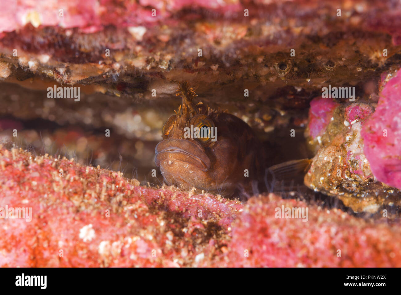 Yarrell's Blenny, Atlantic Warbonnet or Mosshead Warbonnet  (Chirolophis ascanii) hiding in the crevice of the reef Stock Photo