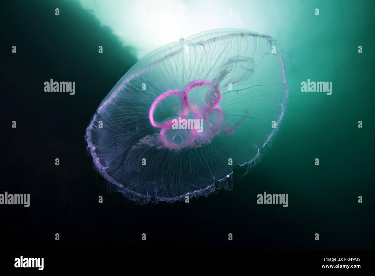 Moon jellyfish, Common jellyfish, Moon jelly, or Saucer jelly (Aurelia aurita) Stock Photo