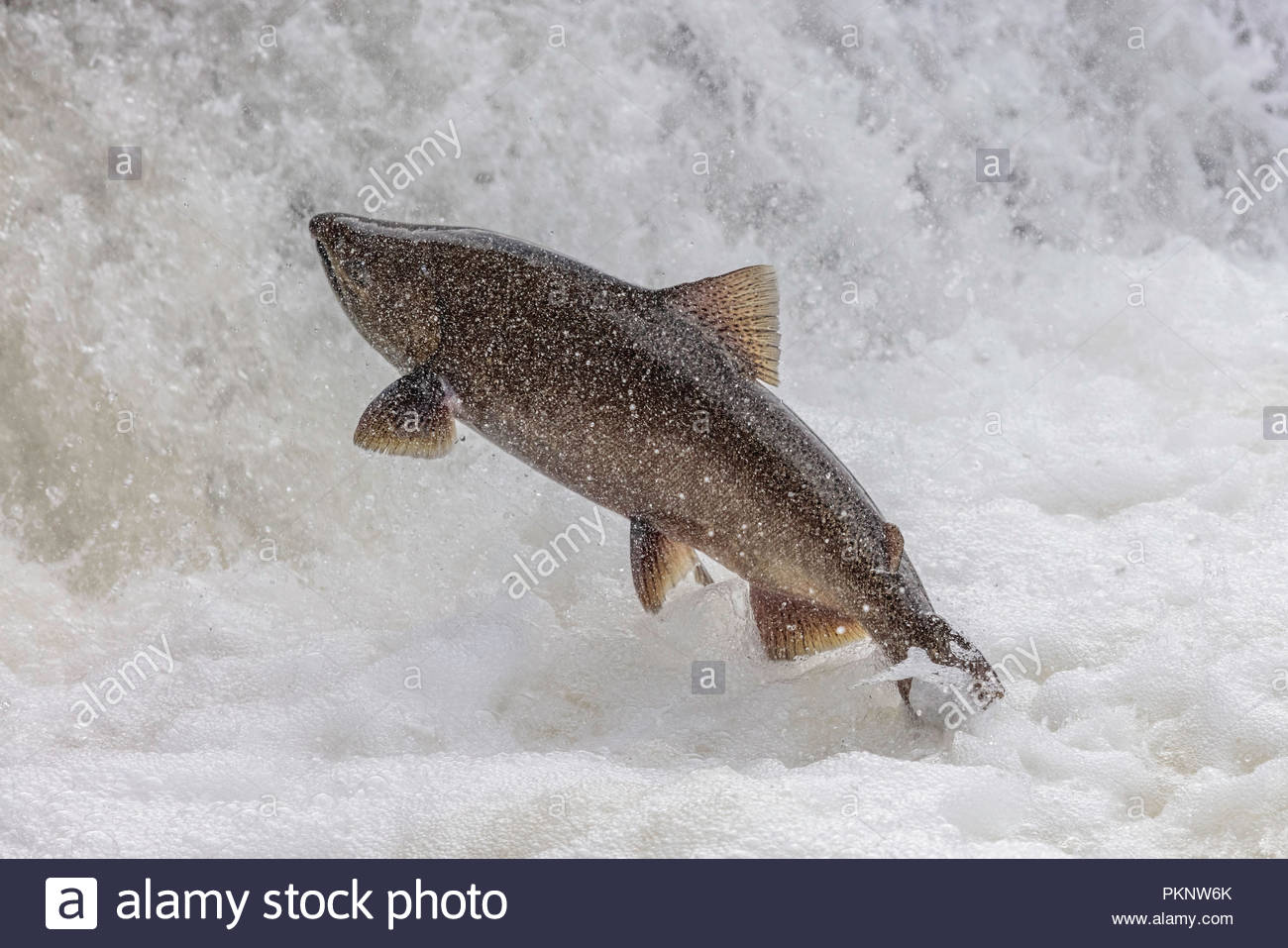 Leaping Salmon Stock Photos & Leaping Salmon Stock Images Alamy