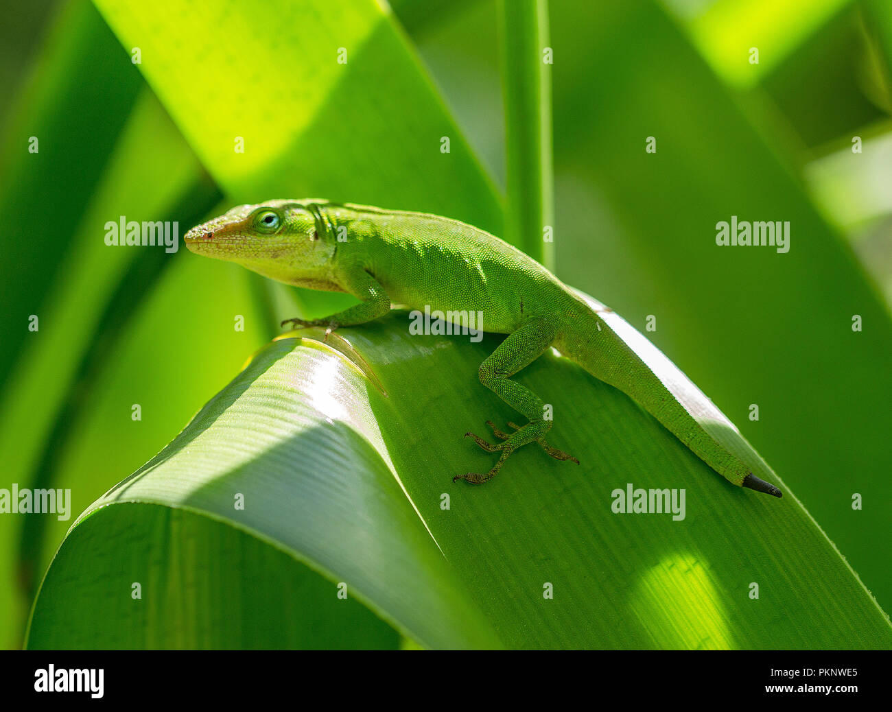 Lizard changing body colors Stock Photo - Alamy