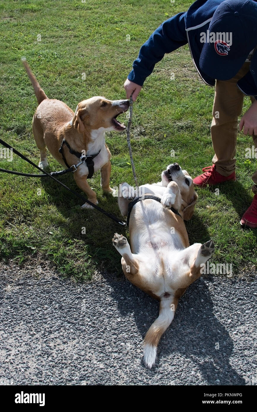 Happy dogs grass hires stock photography and images Alamy
