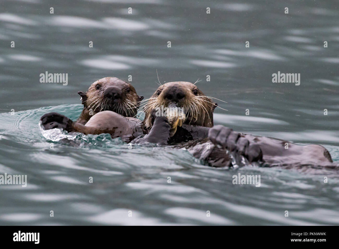 Sea otter eating kelp hires stock photography and images Alamy