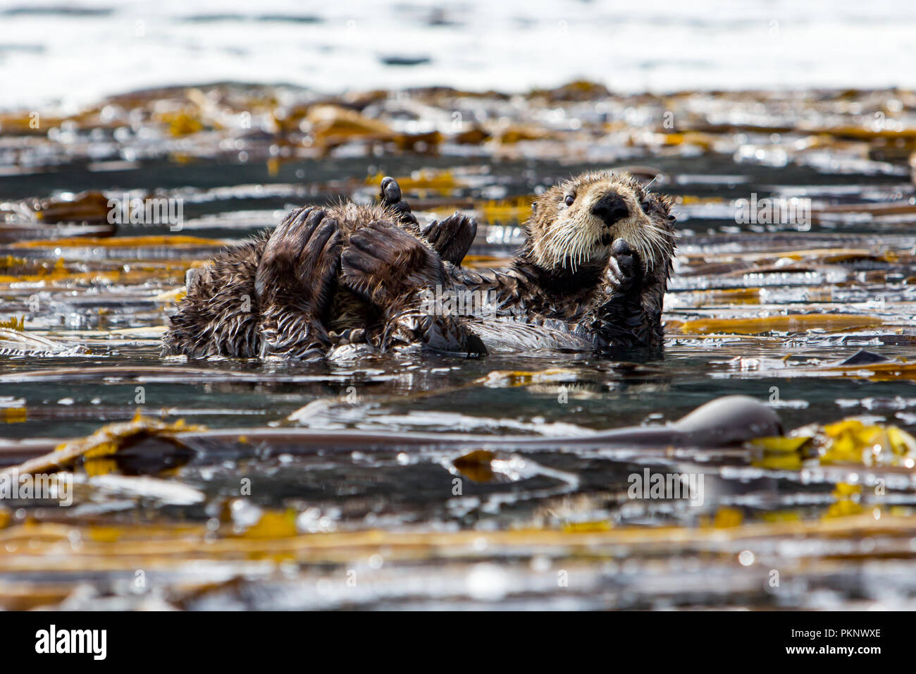 Sea otter, Enhydra lutris, a marine mammal and wildlife highlight in the kelp forest of Southeast Alaska, United States of America Stock Photo