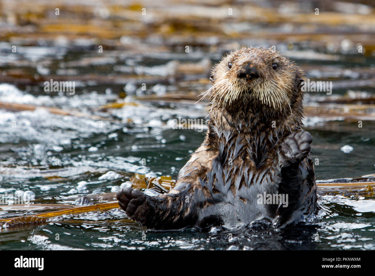 Sea otter, Enhydra lutris, a marine mammal and wildlife highlight in the kelp forest of Southeast Alaska, United States of America Stock Photo