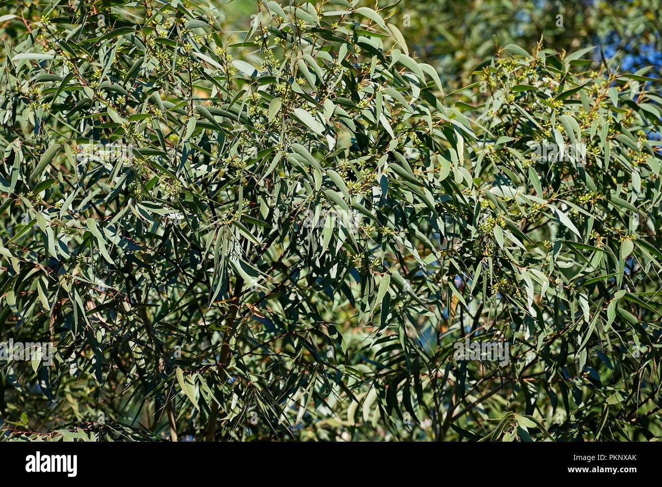 Leaves of a Eucalypt tree, a native Australian plant, on the branch in medium closeup. Stock Photo