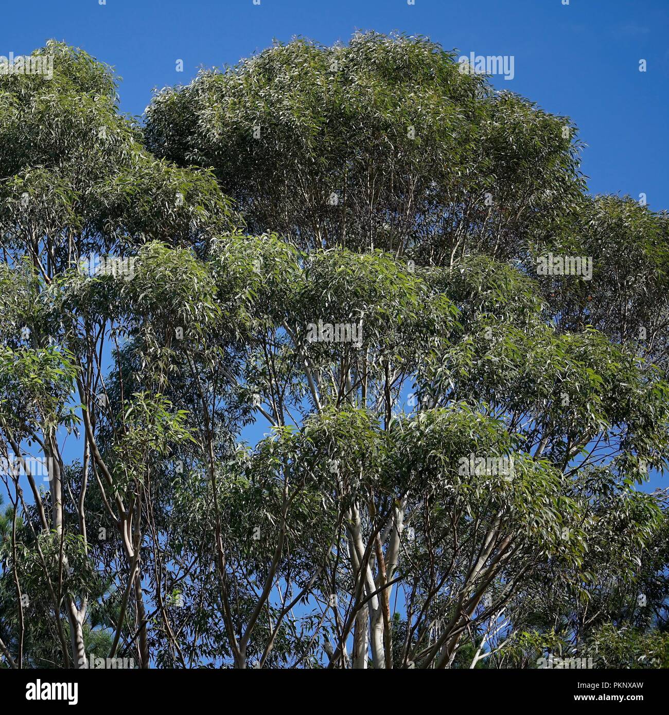 Eucalypt trees, an Australian native plant, showing the canopy with clear blue sky above. Stock Photo