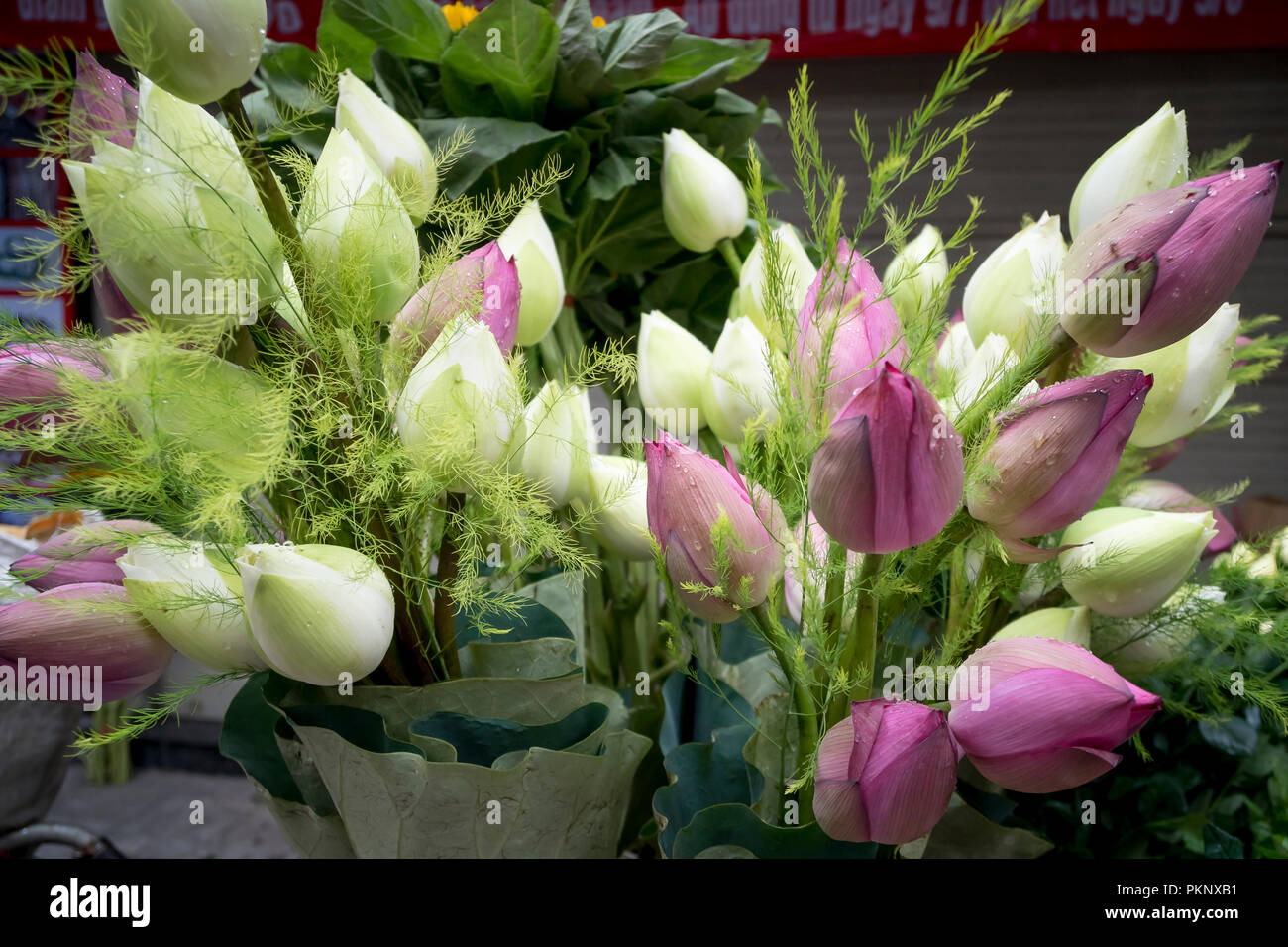 Fresh lotus flowers are sold in the market Stock Photo Alamy