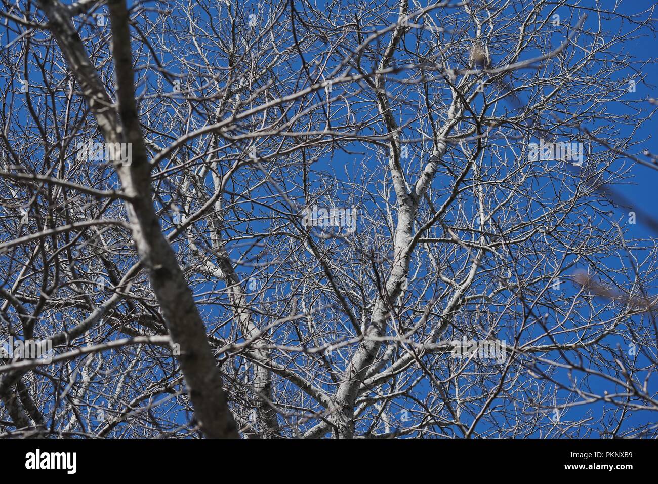 Looking up into the bare Winter canopy of a mature Liquidambar tree, with clear blue sky showing between the branches. Stock Photo