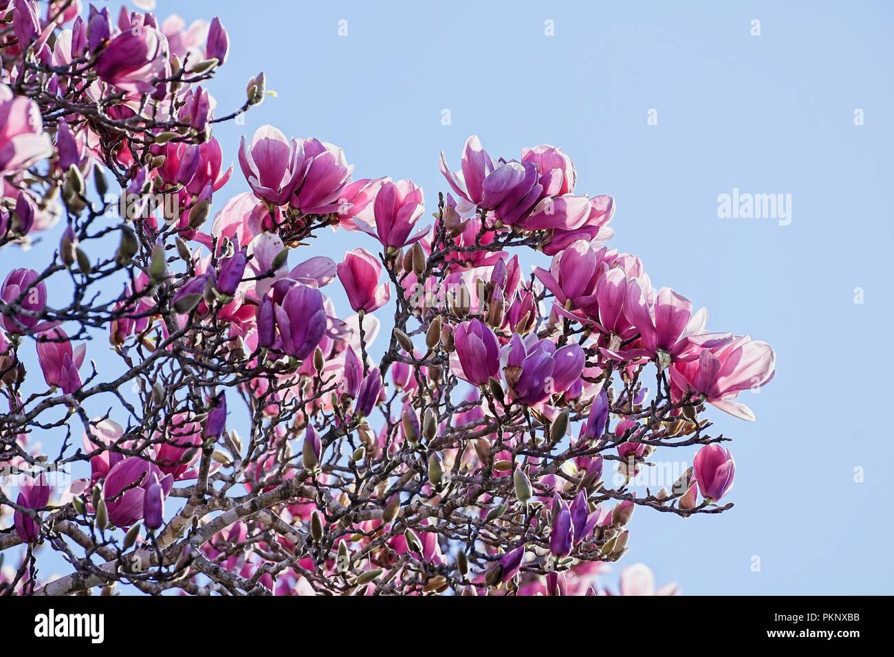 Large pink flowers magnolia tree hi-res stock photography and images ...