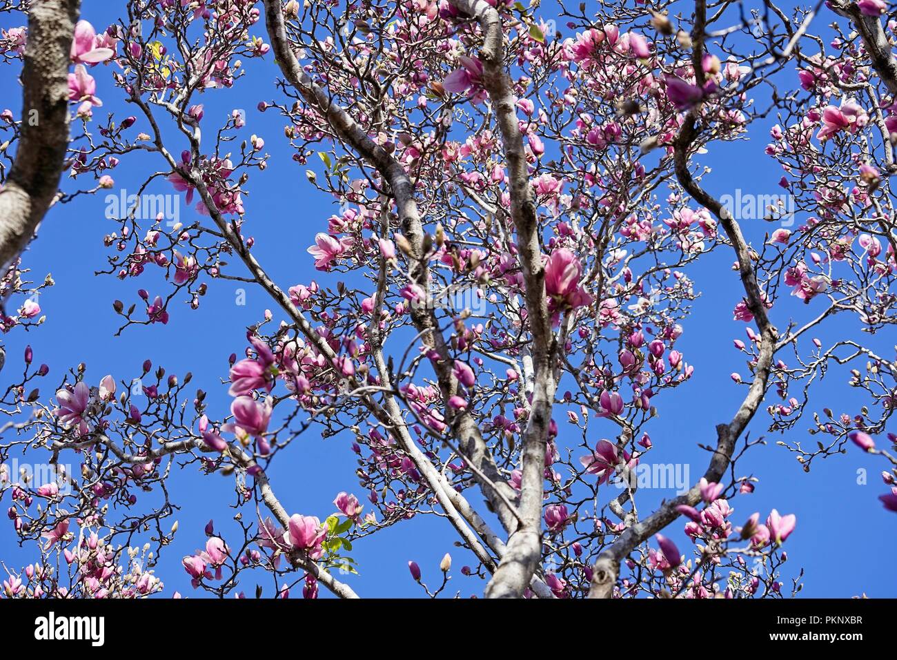 Looking up into the canopy of a large Magnolia tree, filled with bright pink flowers and buds. Stock Photo