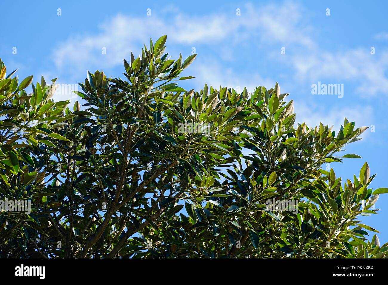 Looking up into the canopy of a large Morton Bay Fig tree with blue sky above and light clouds. Stock Photo