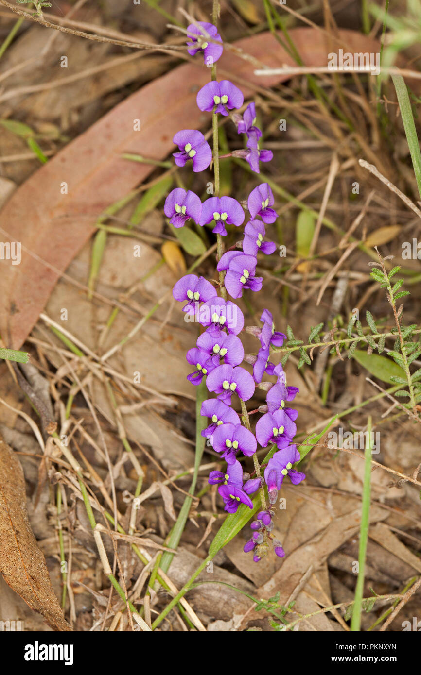 Australian wildflowers, long stem of deep purple flowers of native climber / ground cover plant Hardenbergia violacea in bushland in NSW Stock Photo