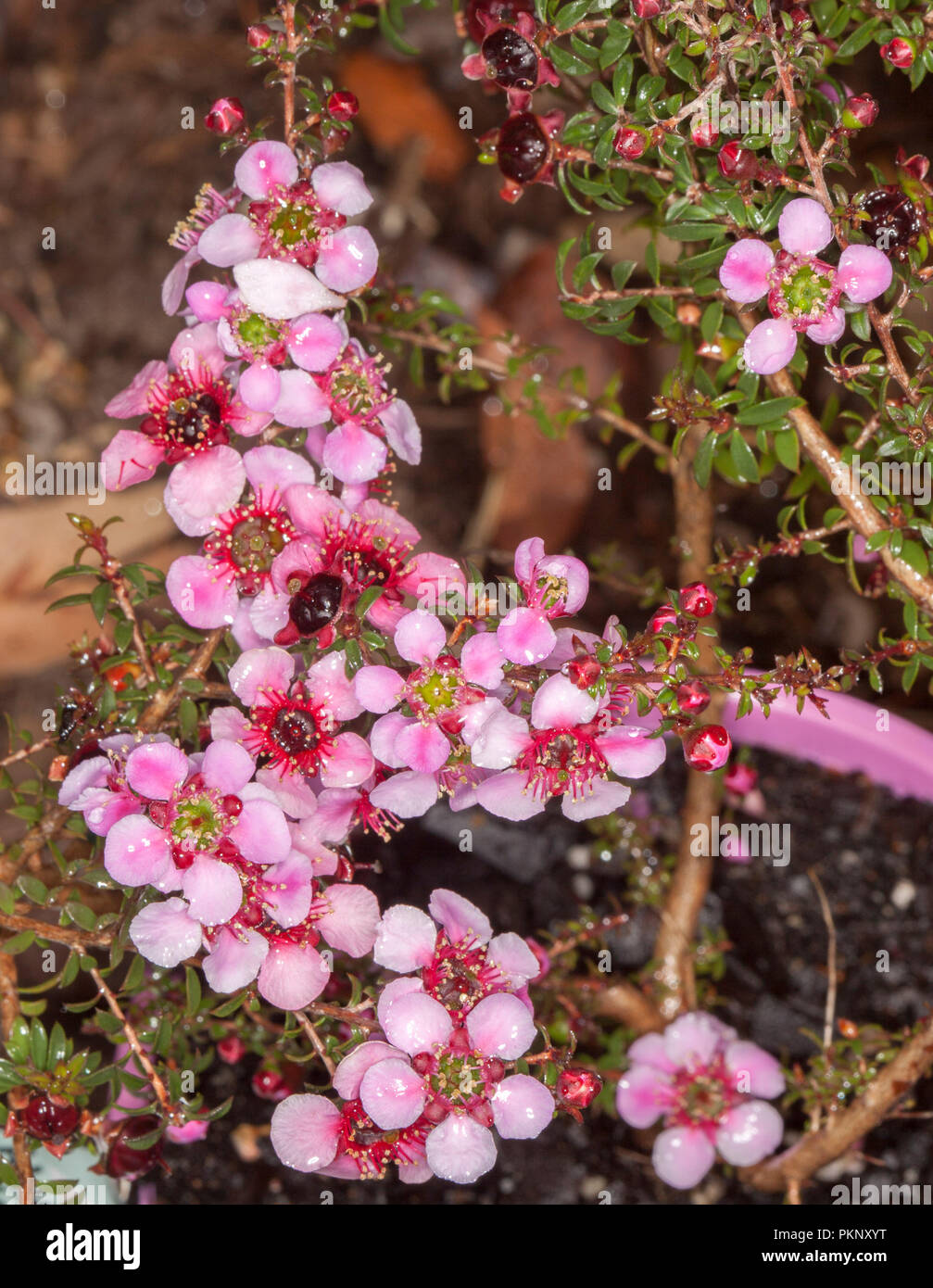 Australian wildflowers, cluster of stunning vivid  pink flowers and dark green / red foliage of native shrub Leptospermum tea tree, Alicia Rose Stock Photo