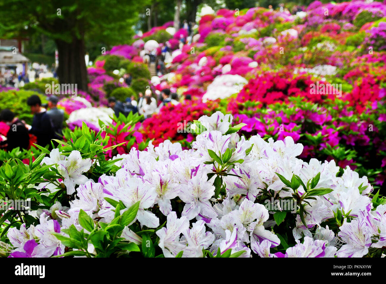 Azalea In Japanese Bunkyo tsutsuji matsuri hi-res stock photography and images - Alamy