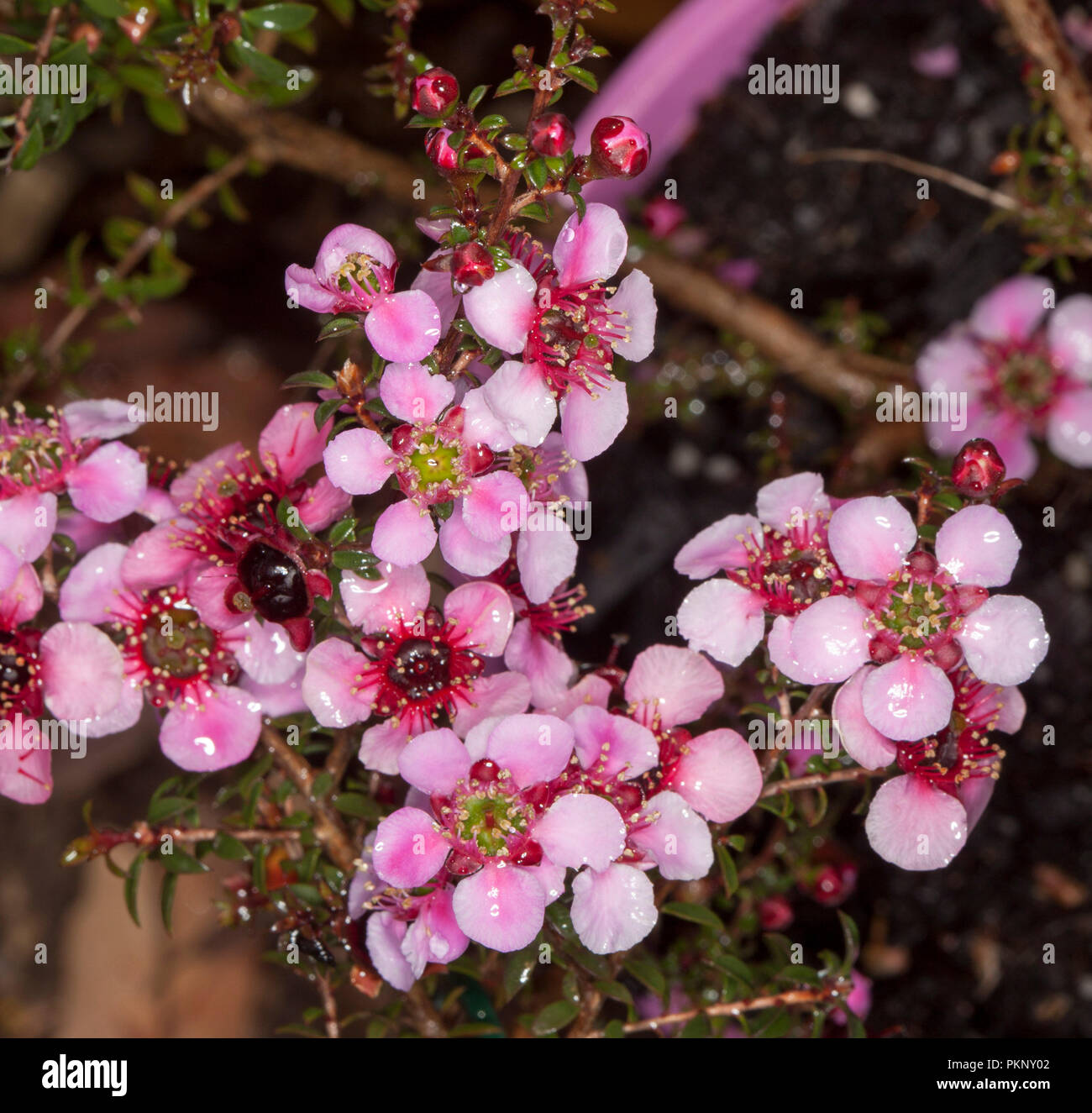 Australian wildflowers, cluster of stunning vivid  pink flowers and dark green / red foliage of native shrub Leptospermum tea tree, Alicia Rose Stock Photo