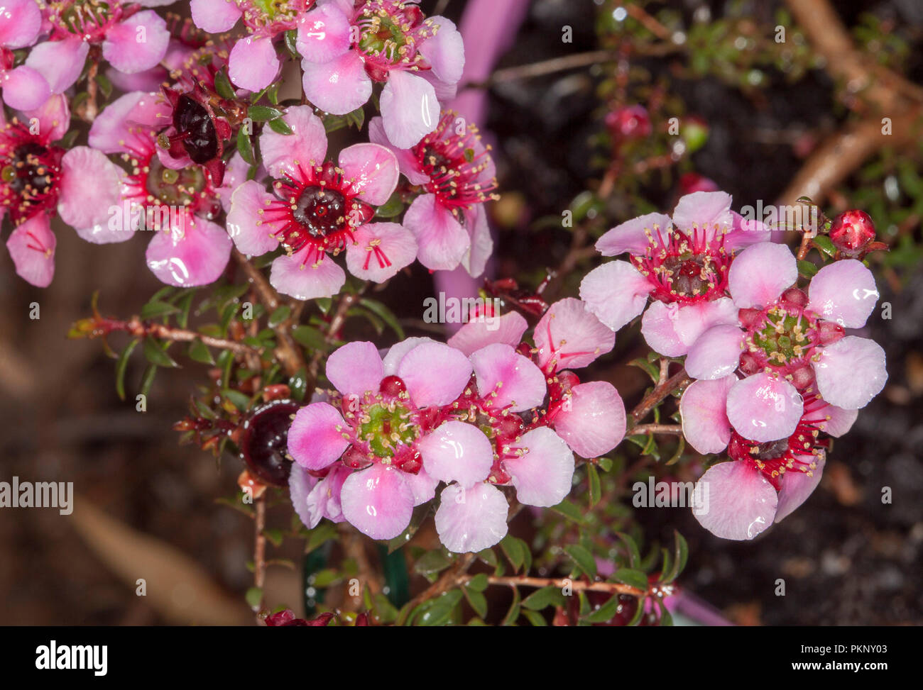 Australian wildflowers, cluster of stunning vivid  pink flowers and dark green / red foliage of native shrub Leptospermum tea tree, Alicia Rose Stock Photo