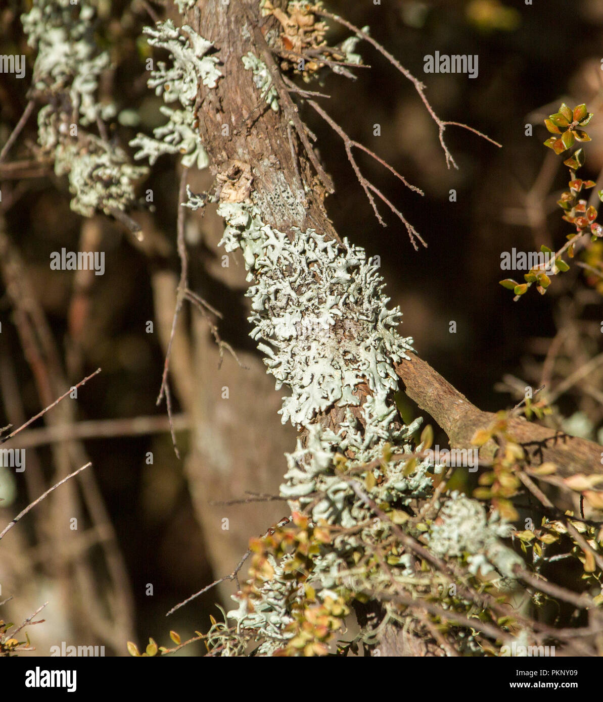 Pale green / white lichen growing on tree trunk at Barrington Tops National Park NSW Australia Stock Photo