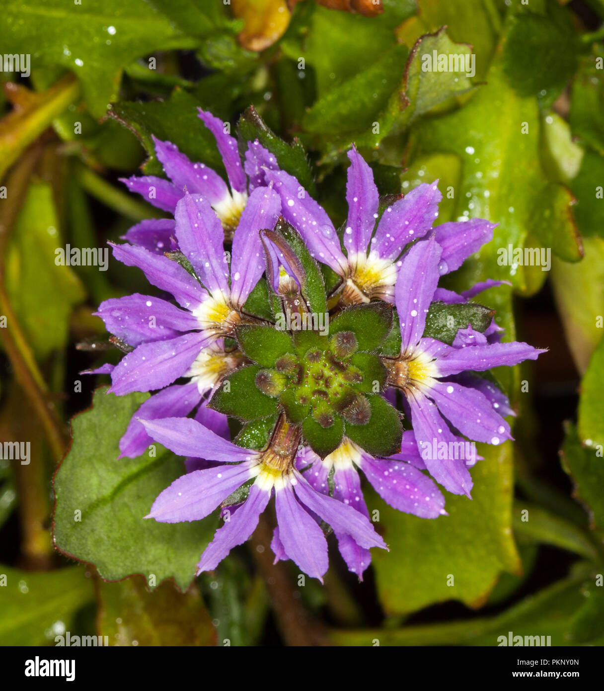 Cluster of deep purple flowers and emerald green leaves of fan flower