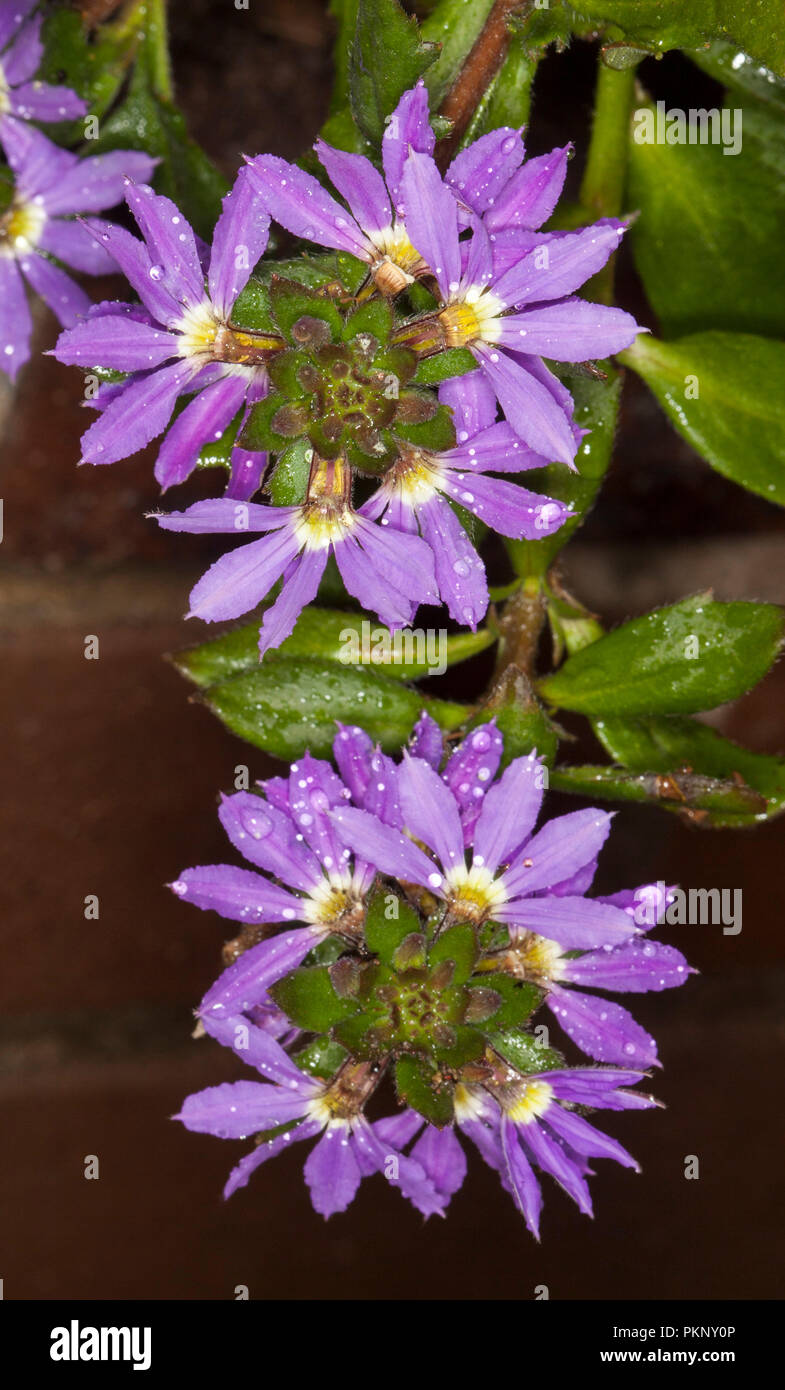 Clusters of deep purple flowers and emerald green leaves of fan flower, Scaevola aemula
